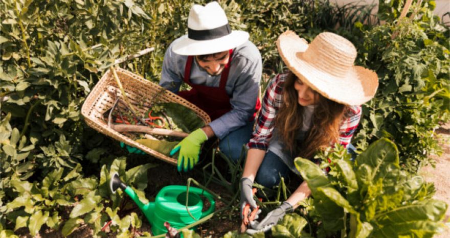 Permacultura: un sistema de principios para la sustentabilidad