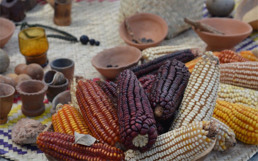 Protección y fomento del maíz nativo se hace ley